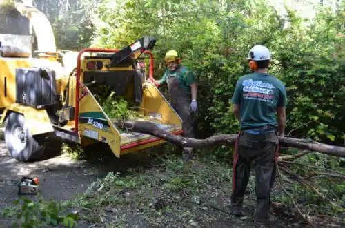 tree services Rohnert Park